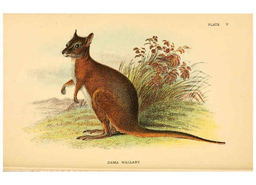Reproducción/Reproduction 6008372925: A hand-book to the marsupialia and monotremata London :E. Lloyd,1896