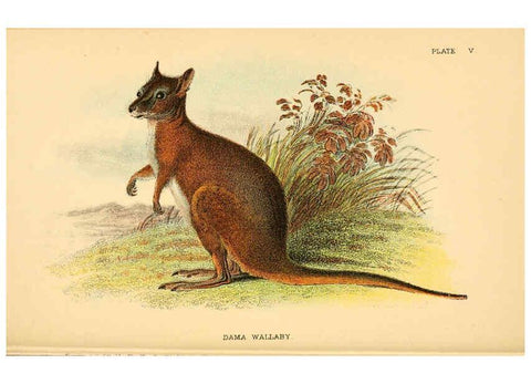 Reproducción/Reproduction 6008372925: A hand-book to the marsupialia and monotremata London :E. Lloyd,1896