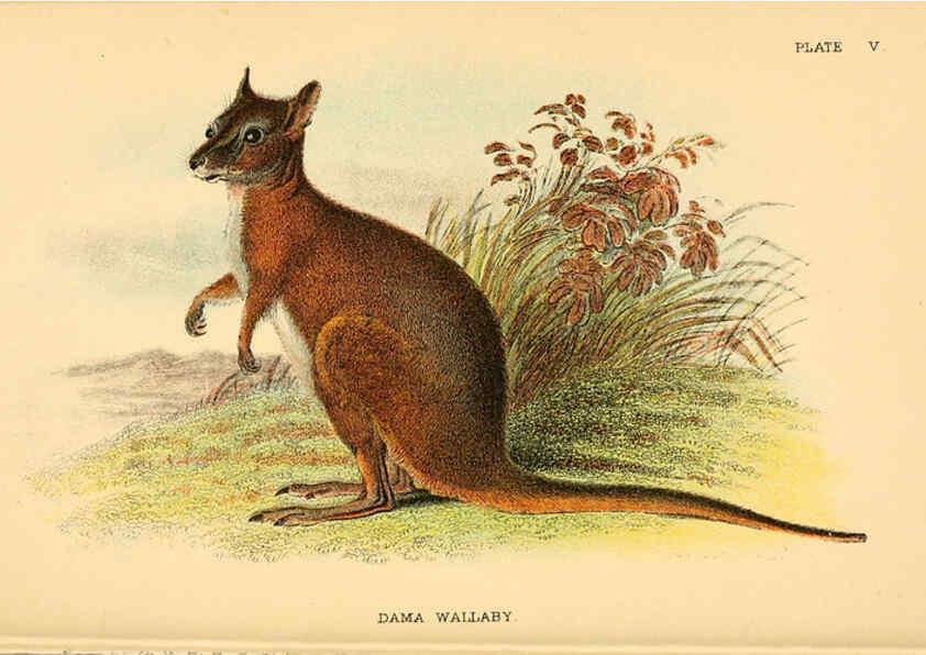 Reproducción/Reproduction 6008372925: A hand-book to the marsupialia and monotremata London :E. Lloyd,1896