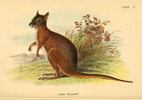 Reproducción/Reproduction 6008372925: A hand-book to the marsupialia and monotremata London :E. Lloyd,1896