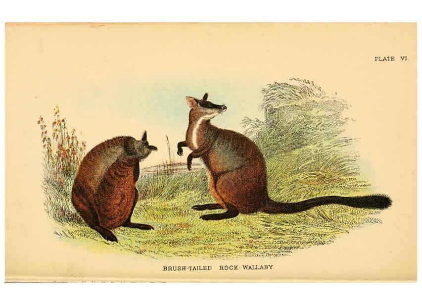 Reproducción/Reproduction 6008373189: A hand-book to the marsupialia and monotremata London :E. Lloyd,1896