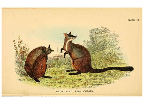 Reproducción/Reproduction 6008373189: A hand-book to the marsupialia and monotremata London :E. Lloyd,1896