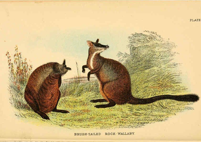 Reproducción/Reproduction 6008373189: A hand-book to the marsupialia and monotremata London :E. Lloyd,1896
