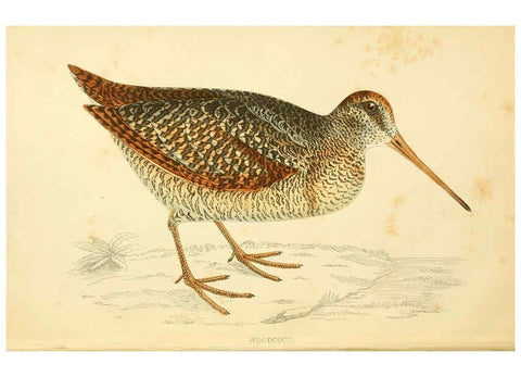 Reproducción/Reproduction 6008470981: A history of British birds. v.6 London,Groombridge and Sons,[1862?-1867?] 