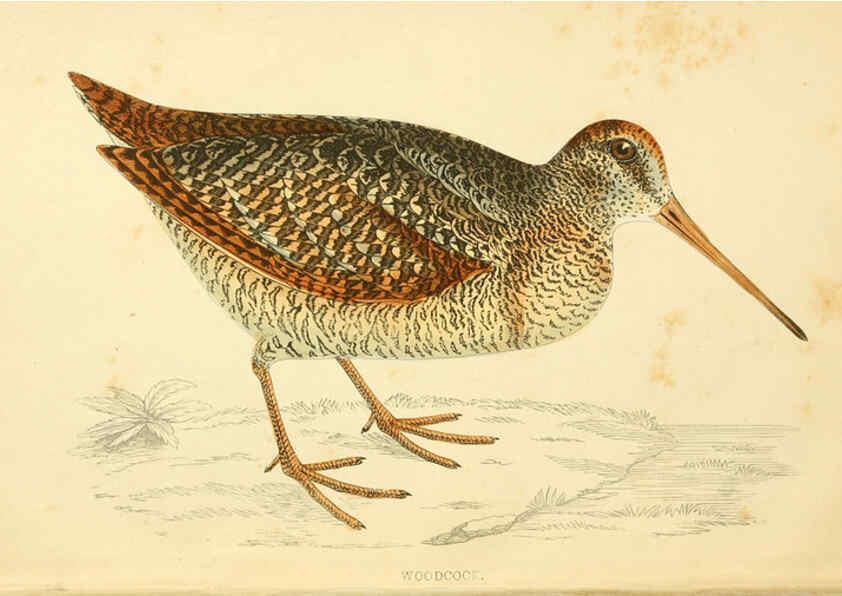 Reproducción/Reproduction 6008470981: A history of British birds. v.6 London,Groombridge and Sons,[1862?-1867?] 