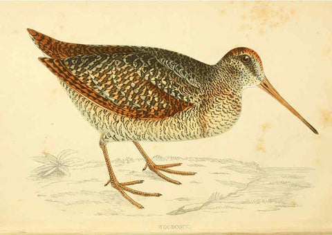 Reproducción/Reproduction 6008470981: A history of British birds. v.6 London,Groombridge and Sons,[1862?-1867?] 