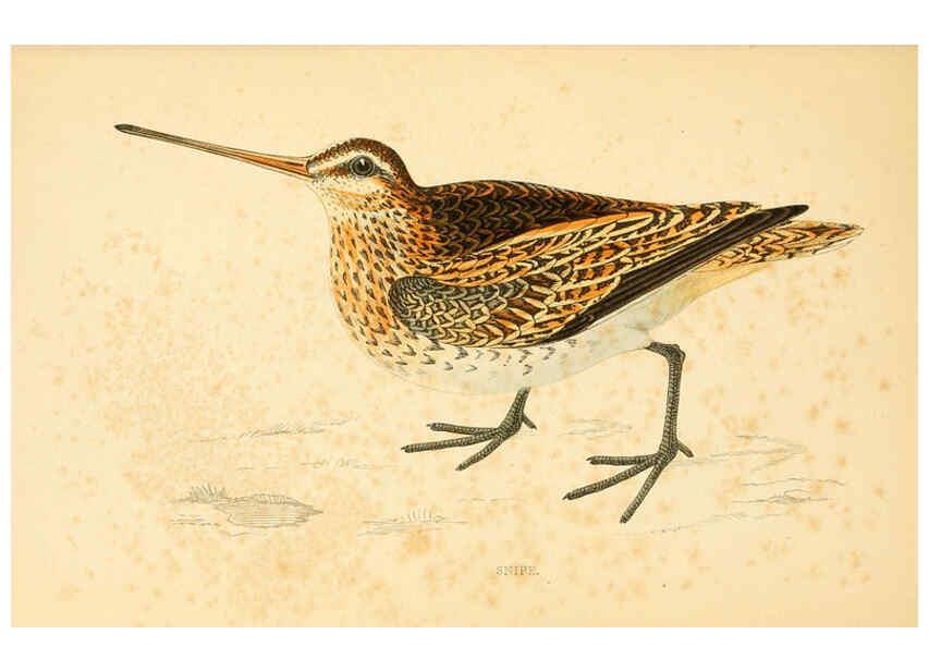 Reproducción/Reproduction 6009018942: A history of British birds. v.6 London,Groombridge and Sons,[1862?-1867?] 