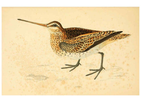 Reproducción/Reproduction 6009018942: A history of British birds. v.6 London,Groombridge and Sons,[1862?-1867?] 