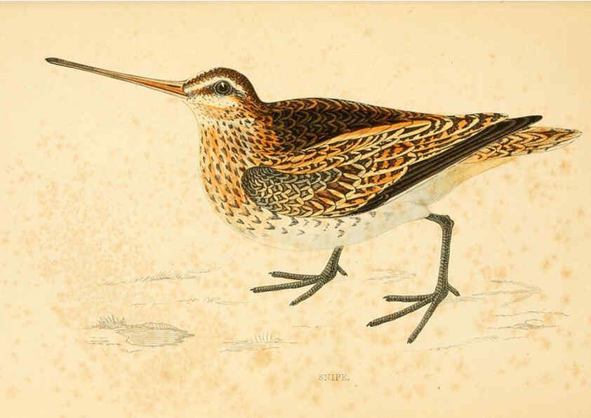 Reproducción/Reproduction 6009018942: A history of British birds. v.6 London,Groombridge and Sons,[1862?-1867?] 