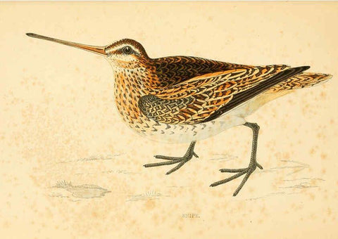 Reproducción/Reproduction 6009018942: A history of British birds. v.6 London,Groombridge and Sons,[1862?-1867?] 