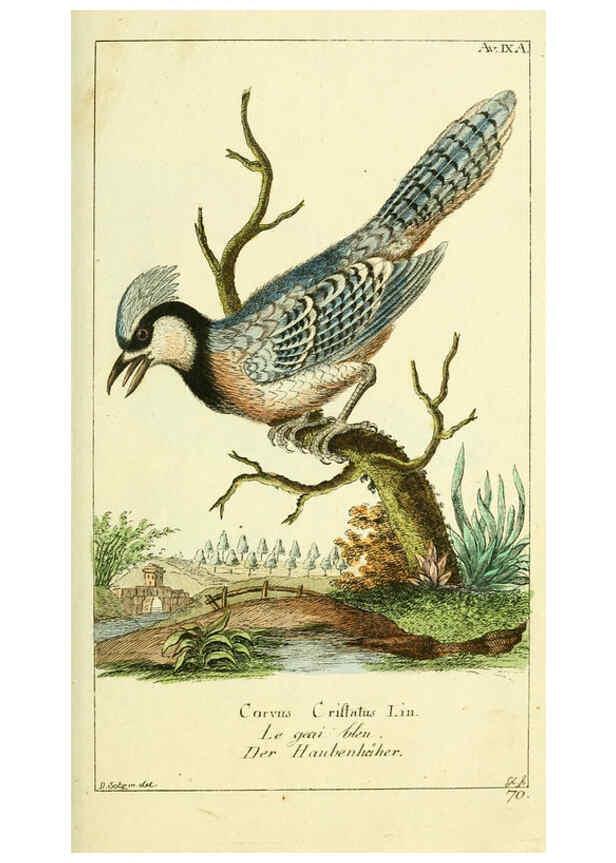 Reproducción/Reproduction 6008534179: Gemeinnüzzige Naturgeschichte des Thierreichs bd 2 plates Berlin ;bei Gottlieb August Lange,1780-1789