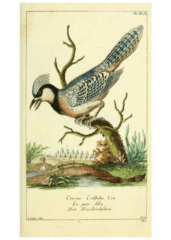 Reproducción/Reproduction 6008534179: Gemeinnüzzige Naturgeschichte des Thierreichs bd 2 plates Berlin ;bei Gottlieb August Lange,1780-1789