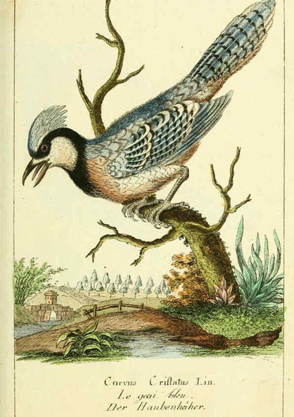 Reproducción/Reproduction 6008534179: Gemeinnüzzige Naturgeschichte des Thierreichs bd 2 plates Berlin ;bei Gottlieb August Lange,1780-1789