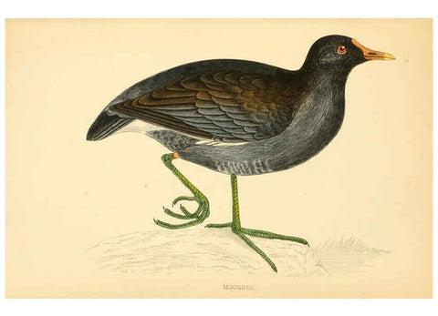 Reproducción/Reproduction 6009025666: A history of British birds. v.6 London,Groombridge and Sons,[1862?-1867?] 