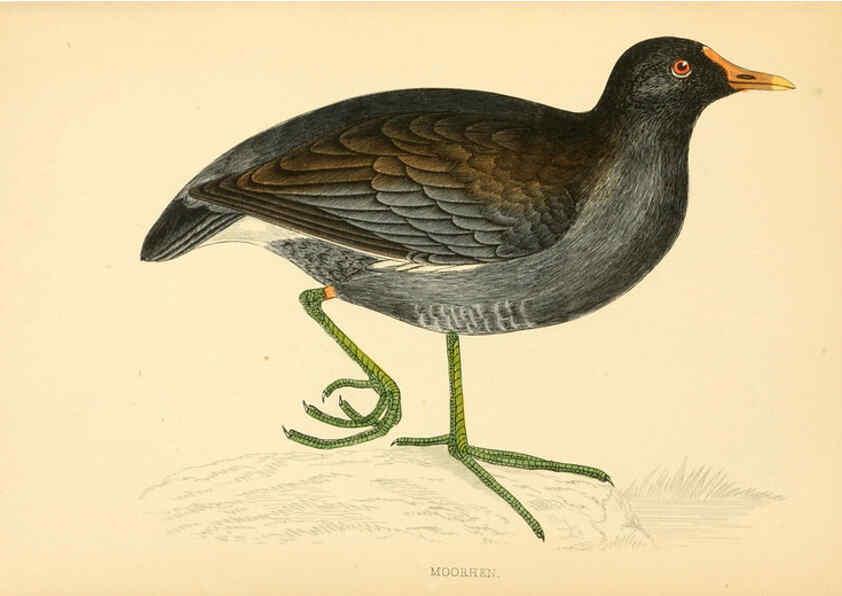 Reproducción/Reproduction 6009025666: A history of British birds. v.6 London,Groombridge and Sons,[1862?-1867?] 