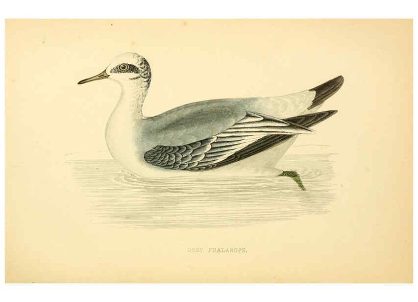 Reproducción/Reproduction 6009026350: A history of British birds. v.6 London,Groombridge and Sons,[1862?-1867?] 