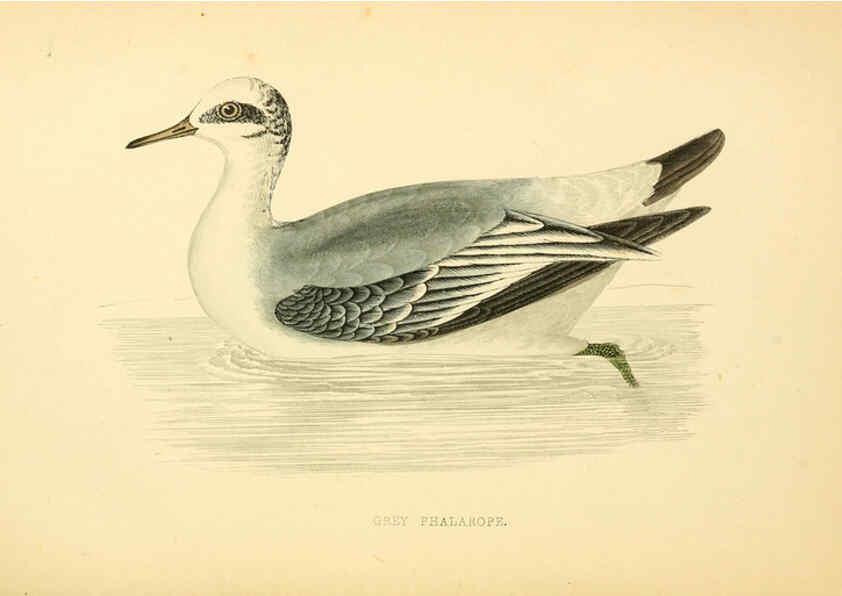 Reproducción/Reproduction 6009026350: A history of British birds. v.6 London,Groombridge and Sons,[1862?-1867?] 