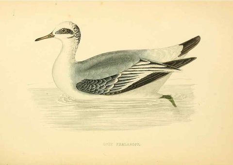 Reproducción/Reproduction 6009026350: A history of British birds. v.6 London,Groombridge and Sons,[1862?-1867?] 