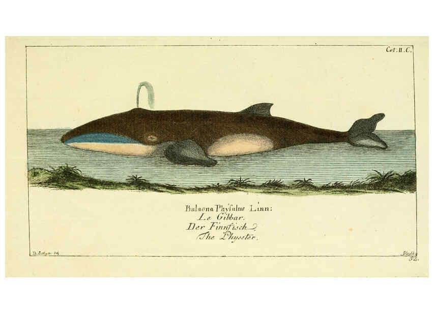 Reproducción/Reproduction 6009076806: Gemeinnüzzige Naturgeschichte des Thierreichs bd 2 plates Berlin ;bei Gottlieb August Lange,1780-1789
