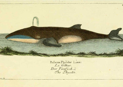 Reproducción/Reproduction 6009076806: Gemeinnüzzige Naturgeschichte des Thierreichs bd 2 plates Berlin ;bei Gottlieb August Lange,1780-1789