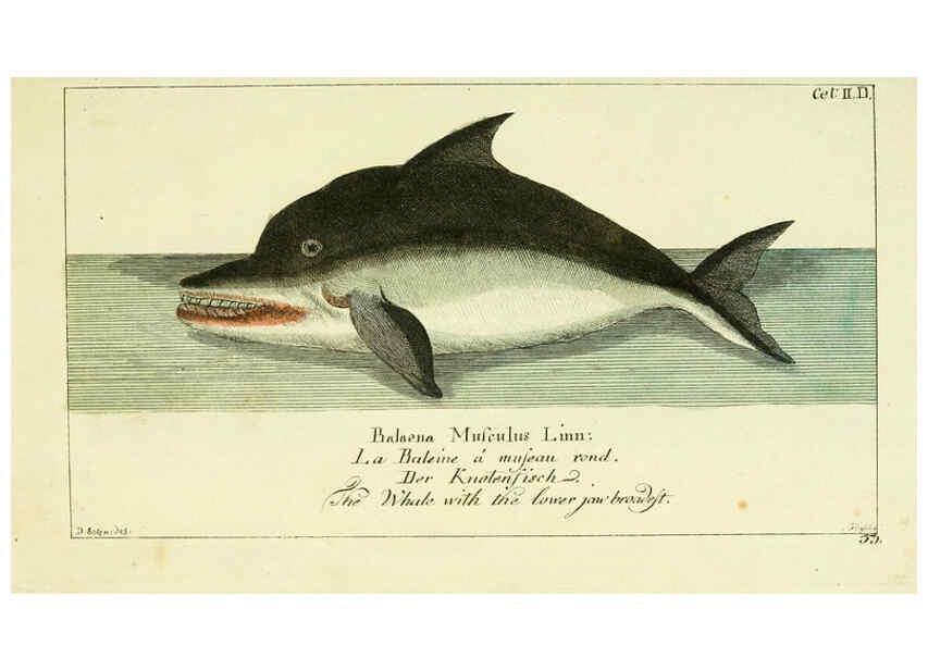Reproducción/Reproduction 6009077086: Gemeinnüzzige Naturgeschichte des Thierreichs bd 2 plates Berlin ;bei Gottlieb August Lange,1780-1789
