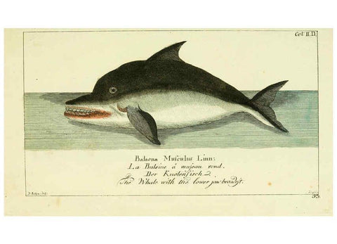 Reproducción/Reproduction 6009077086: Gemeinnüzzige Naturgeschichte des Thierreichs bd 2 plates Berlin ;bei Gottlieb August Lange,1780-1789