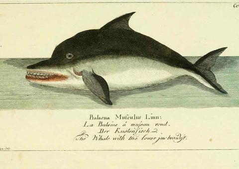 Reproducción/Reproduction 6009077086: Gemeinnüzzige Naturgeschichte des Thierreichs bd 2 plates Berlin ;bei Gottlieb August Lange,1780-1789