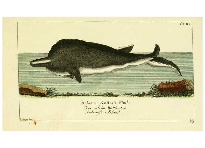 Reproducción/Reproduction 6009077392: Gemeinnüzzige Naturgeschichte des Thierreichs bd 2 plates Berlin ;bei Gottlieb August Lange,1780-1789