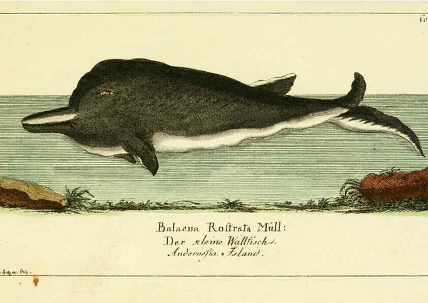 Reproducción/Reproduction 6009077392: Gemeinnüzzige Naturgeschichte des Thierreichs bd 2 plates Berlin ;bei Gottlieb August Lange,1780-1789