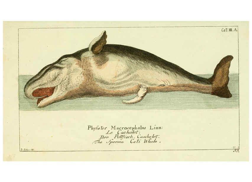 Reproducción/Reproduction 6009077612: Gemeinnüzzige Naturgeschichte des Thierreichs bd 2 plates Berlin ;bei Gottlieb August Lange,1780-1789