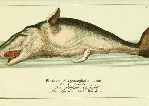 Reproducción/Reproduction 6009077612: Gemeinnüzzige Naturgeschichte des Thierreichs bd 2 plates Berlin ;bei Gottlieb August Lange,1780-1789