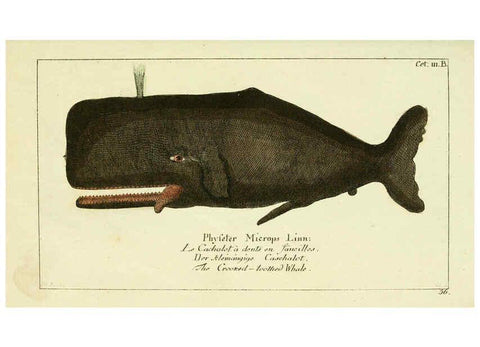 Reproducción/Reproduction 6008530147: Gemeinnüzzige Naturgeschichte des Thierreichs bd 2 plates Berlin ;bei Gottlieb August Lange,1780-1789