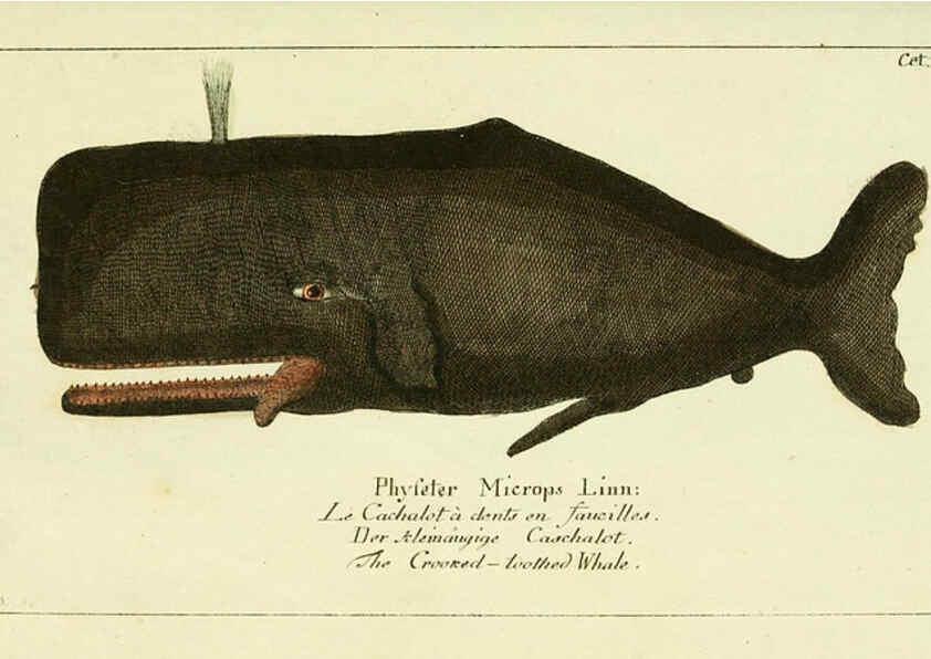Reproducción/Reproduction 6008530147: Gemeinnüzzige Naturgeschichte des Thierreichs bd 2 plates Berlin ;bei Gottlieb August Lange,1780-1789