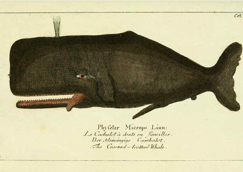 Reproducción/Reproduction 6008530147: Gemeinnüzzige Naturgeschichte des Thierreichs bd 2 plates Berlin ;bei Gottlieb August Lange,1780-1789