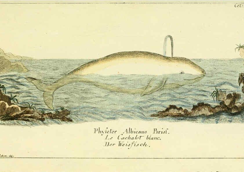 Reproducción/Reproduction 6008530465: Gemeinnüzzige Naturgeschichte des Thierreichs bd 2 plates Berlin ;bei Gottlieb August Lange,1780-1789