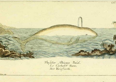 Reproducción/Reproduction 6008530465: Gemeinnüzzige Naturgeschichte des Thierreichs bd 2 plates Berlin ;bei Gottlieb August Lange,1780-1789