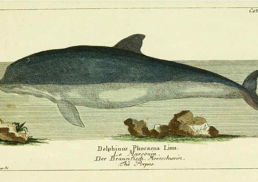 Reproducción/Reproduction 6008530675: Gemeinnüzzige Naturgeschichte des Thierreichs bd 2 plates Berlin ;bei Gottlieb August Lange,1780-1789