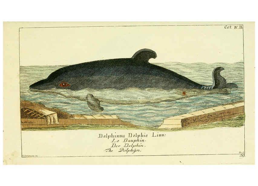 Reproducción/Reproduction 6009078664: Gemeinnüzzige Naturgeschichte des Thierreichs bd 2 plates Berlin ;bei Gottlieb August Lange,1780-1789