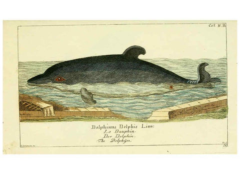 Reproducción/Reproduction 6009078664: Gemeinnüzzige Naturgeschichte des Thierreichs bd 2 plates Berlin ;bei Gottlieb August Lange,1780-1789
