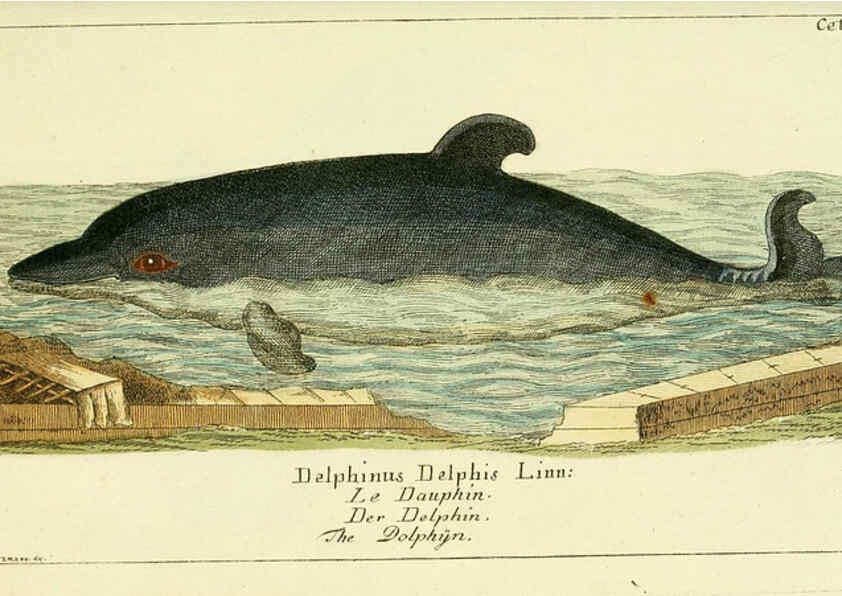 Reproducción/Reproduction 6009078664: Gemeinnüzzige Naturgeschichte des Thierreichs bd 2 plates Berlin ;bei Gottlieb August Lange,1780-1789