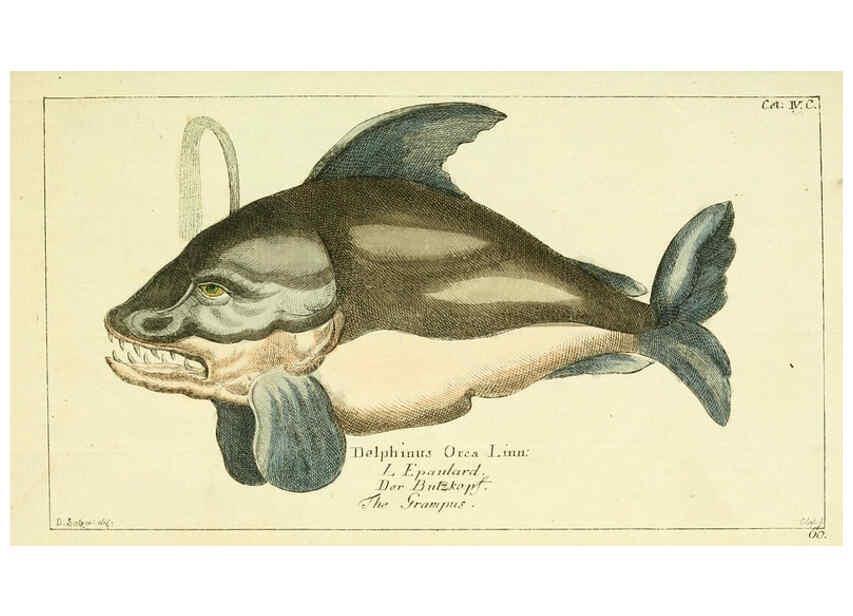 Reproducción/Reproduction 6008531145: Gemeinnüzzige Naturgeschichte des Thierreichs bd 2 plates Berlin ;bei Gottlieb August Lange,1780-1789