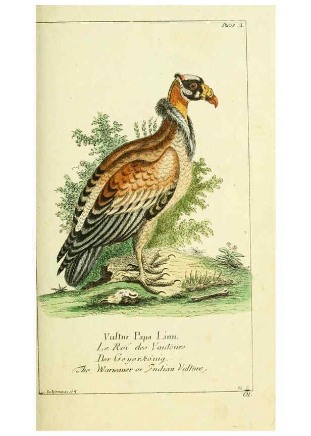 Reproducción/Reproduction 6008531359: Gemeinnüzzige Naturgeschichte des Thierreichs bd 2 plates Berlin ;bei Gottlieb August Lange,1780-1789