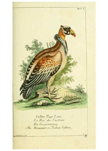Reproducción/Reproduction 6008531359: Gemeinnüzzige Naturgeschichte des Thierreichs bd 2 plates Berlin ;bei Gottlieb August Lange,1780-1789