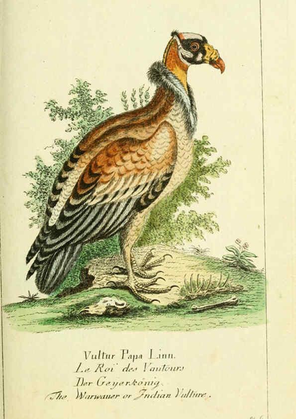 Reproducción/Reproduction 6008531359: Gemeinnüzzige Naturgeschichte des Thierreichs bd 2 plates Berlin ;bei Gottlieb August Lange,1780-1789