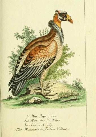 Reproducción/Reproduction 6008531359: Gemeinnüzzige Naturgeschichte des Thierreichs bd 2 plates Berlin ;bei Gottlieb August Lange,1780-1789