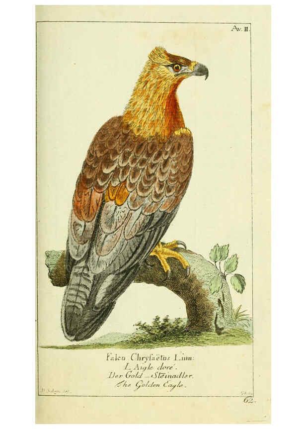 Reproducción/Reproduction 6009079472: Gemeinnüzzige Naturgeschichte des Thierreichs bd 2 plates Berlin ;bei Gottlieb August Lange,1780-1789