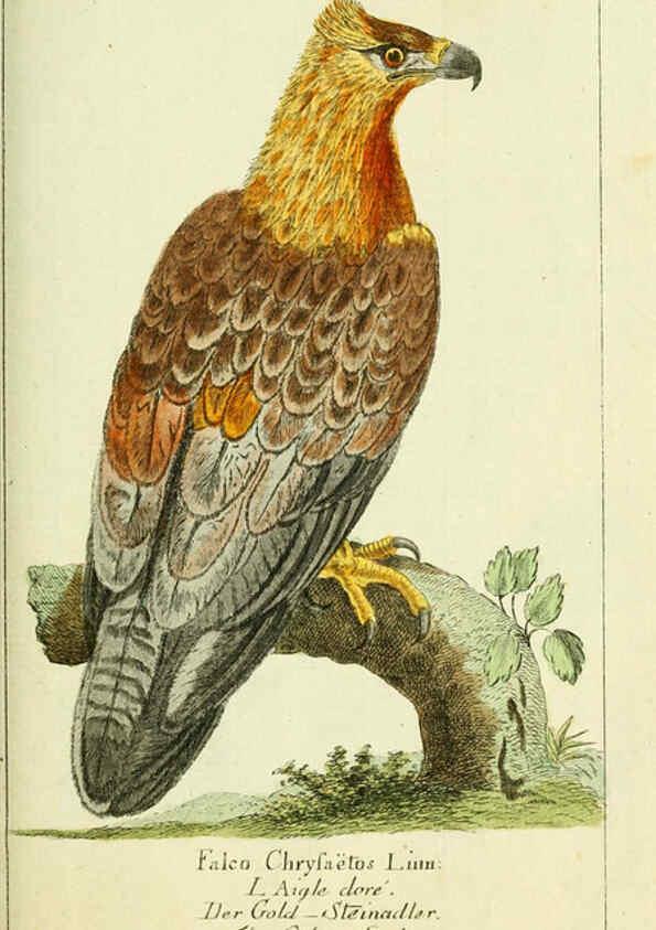 Reproducción/Reproduction 6009079472: Gemeinnüzzige Naturgeschichte des Thierreichs bd 2 plates Berlin ;bei Gottlieb August Lange,1780-1789
