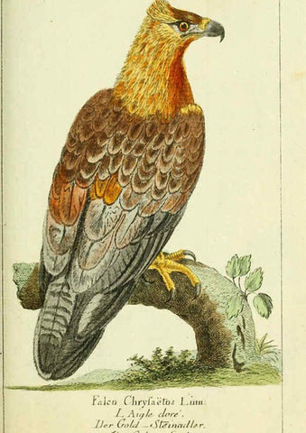 Reproducción/Reproduction 6009079472: Gemeinnüzzige Naturgeschichte des Thierreichs bd 2 plates Berlin ;bei Gottlieb August Lange,1780-1789