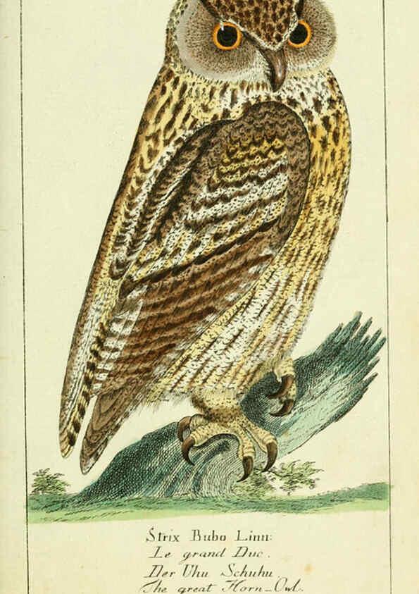 Reproducción/Reproduction 6008531901: Gemeinnüzzige Naturgeschichte des Thierreichs bd 2 plates Berlin ;bei Gottlieb August Lange,1780-1789