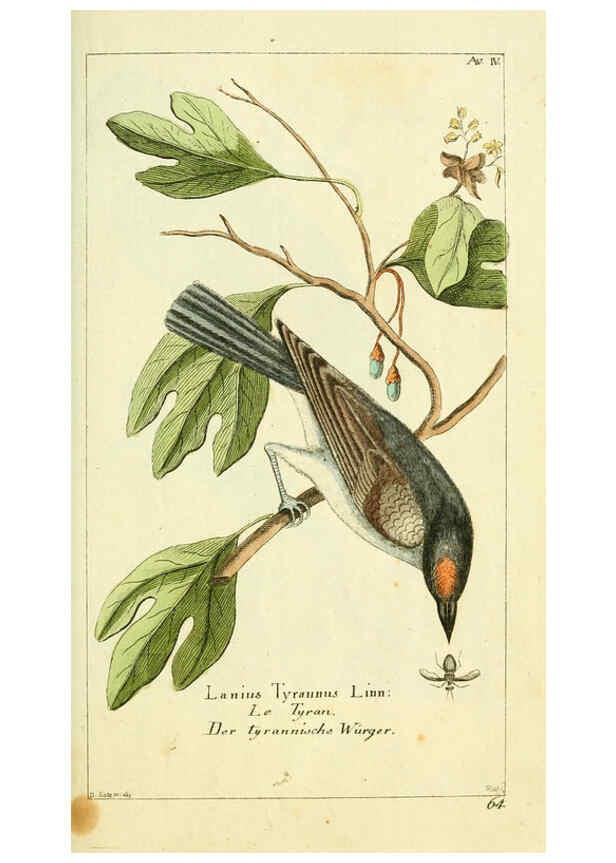 Reproducción/Reproduction 6008532181: Gemeinnüzzige Naturgeschichte des Thierreichs bd 2 plates Berlin ;bei Gottlieb August Lange,1780-1789